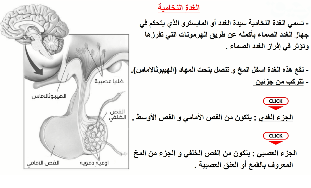 التنسيق الهرمونى فى الكائنات الحية